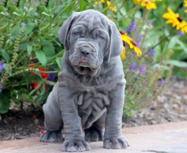  Mastiff - Neapolitan