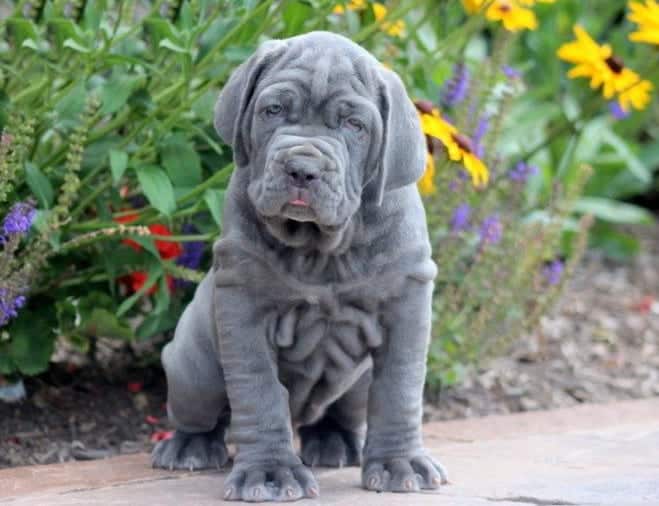 cane corso and neapolitan mastiff mix puppies