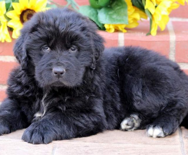 Newfoundland Puppies For Sale