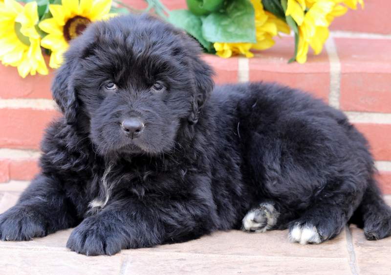 newfoundland dog breeders near me