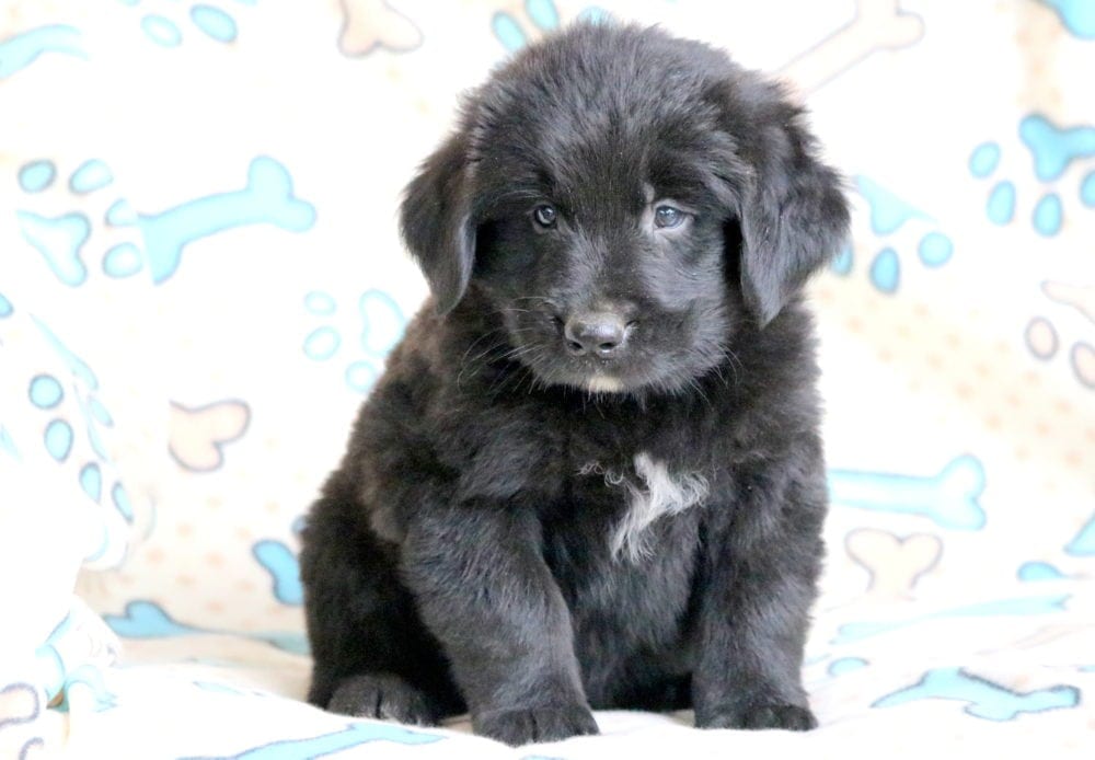 newfoundland dog mixed with lab