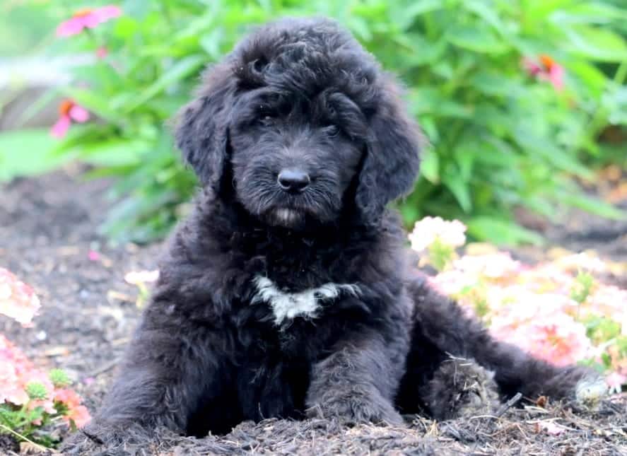 newfoundland dog and poodle mix