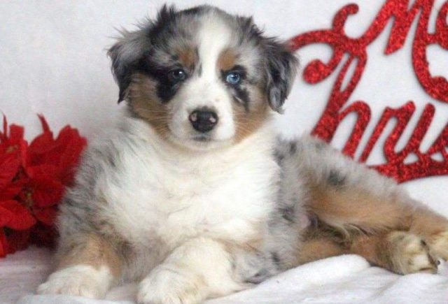 Nick-Australian-Shepherd-e1519229769666.jpg