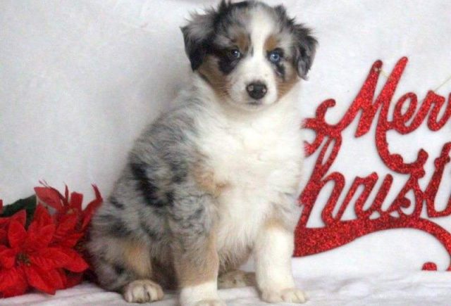 Nick-Australian-Shepherd2-e1519229764123.jpg