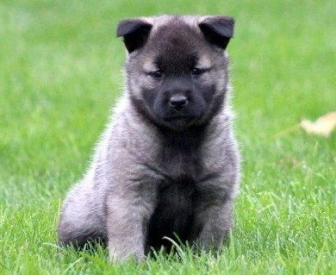 Norwegian Elkhound