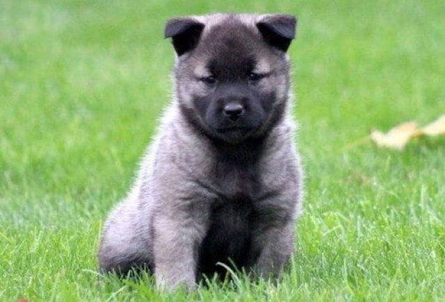 elkhound puppies for sale