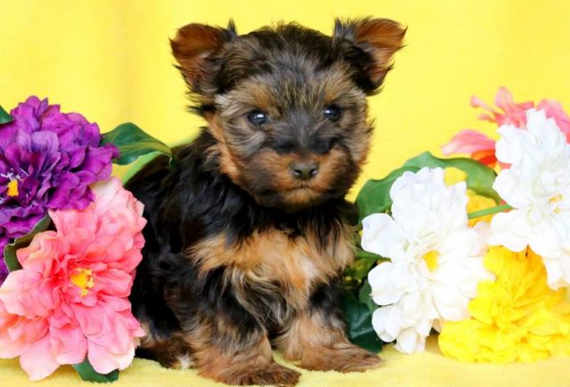 Paige-Yorkshire-Terrier-1.jpg
