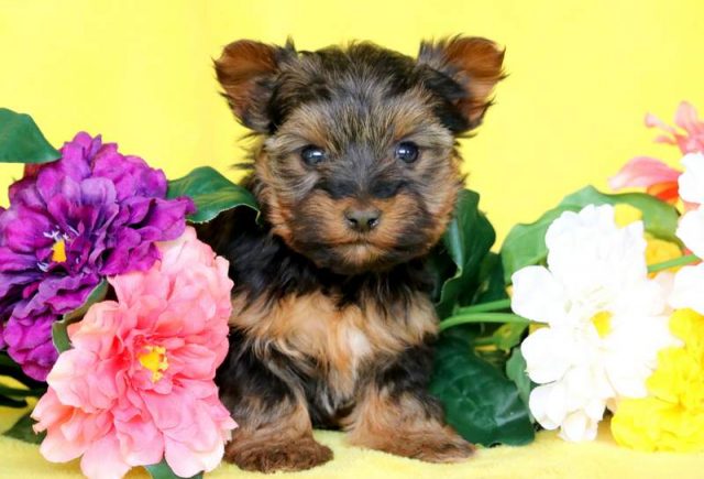 Paige-Yorkshire-Terrier-2.jpg
