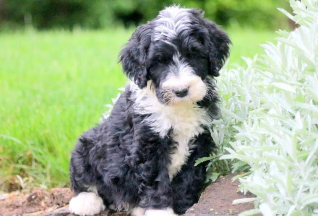 Panther-Bernedoodle-1.jpg