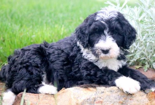Panther-Bernedoodle-2.jpg