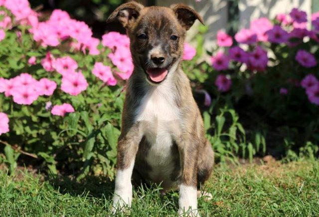 Panther-Jack-Russell-Mix.jpg
