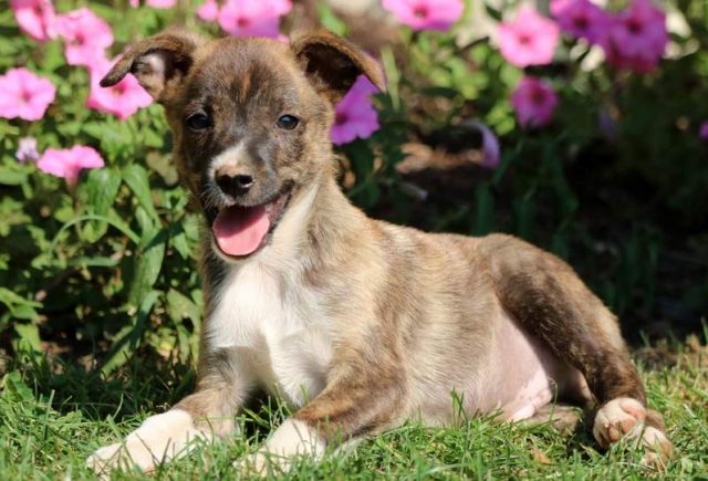 Panther-Jack-Russell-Mix2.jpg