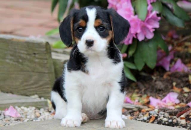 Parker-Cavalier-Mix.jpg