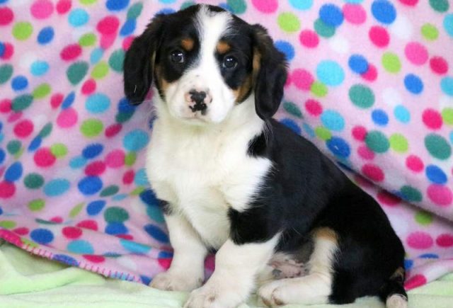 Parker-Cavalier-Mix-Puppy.jpg