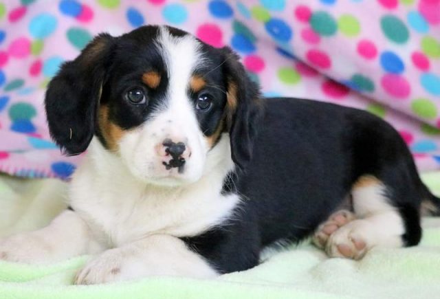 Parker-Cavalier-Mix2-Puppy.jpg