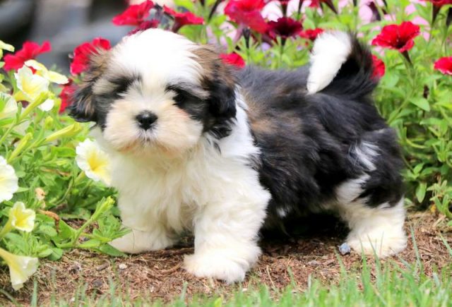 Paws-Shih-Tzu-1.jpg