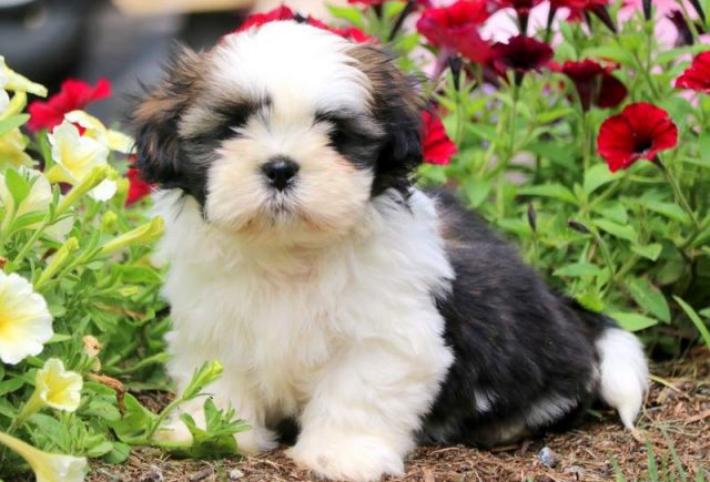 Paws-Shih-Tzu-2.jpg