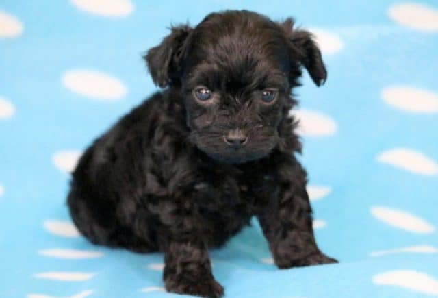 Paws-Yorkiepoo.jpg