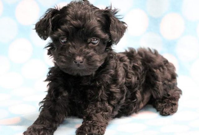 Paws-Yorkiepoo-Puppy.jpg