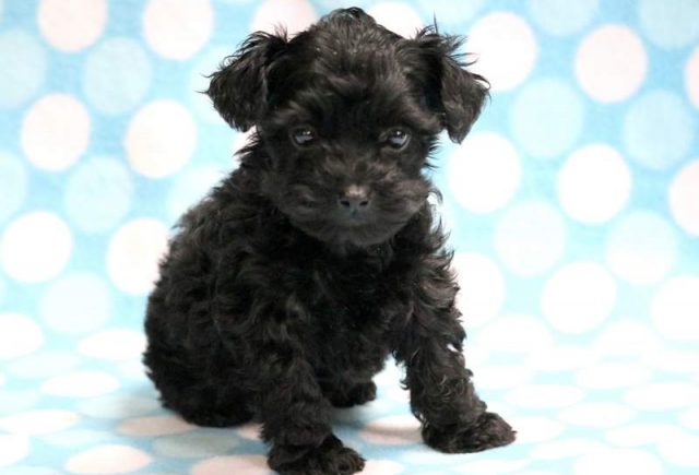 Paws-Yorkiepoo-Puppy2.jpg