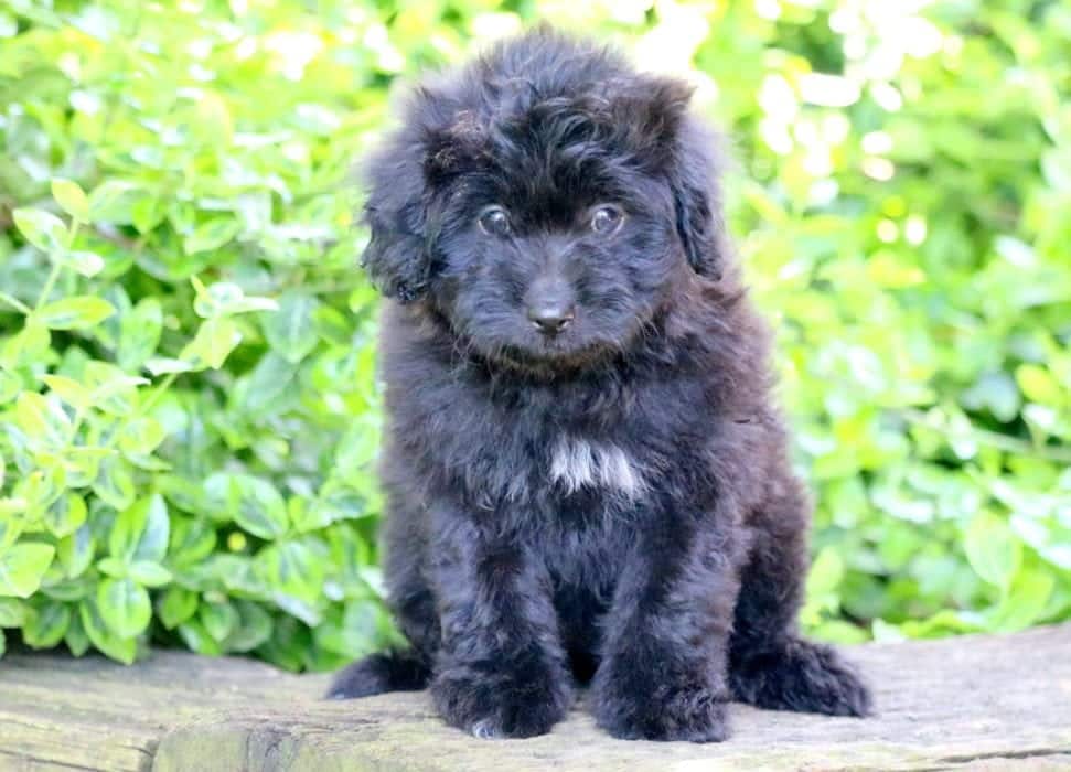 Peaches Aussiedoodle Mini Puppy For Sale Keystone Puppies