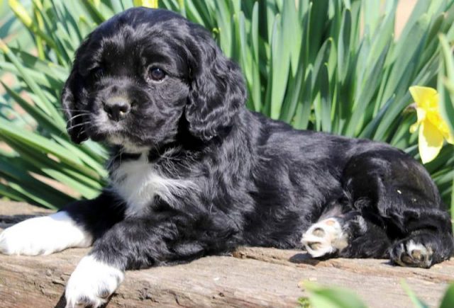 Peanut-Cocker-Spaniel.jpg