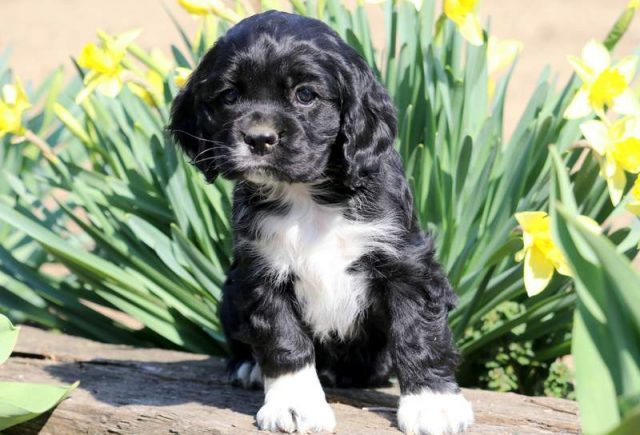 Peanut-Cocker-Spaniel2.jpg