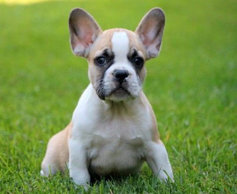 French Bulldog Puppies for Sale - Keystone Puppies