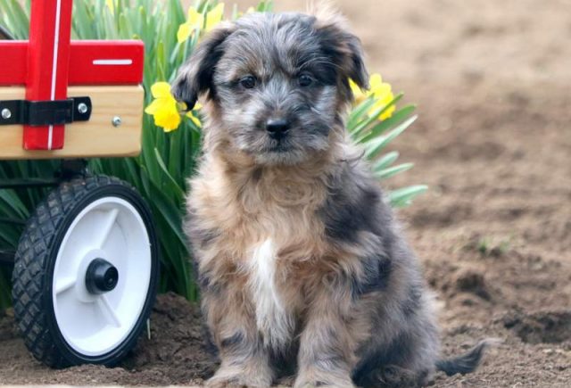Peanut-Mini-Australian-Shepherd-Mix.jpg