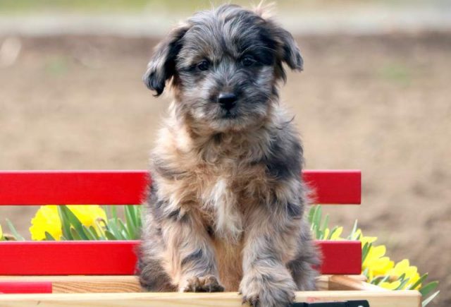 Peanut-Mini-Australian-Shepherd-Mix2.jpg