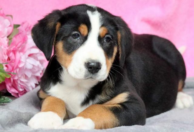 Pebbles-Greater-Swiss-Mountain-Dog.jpg