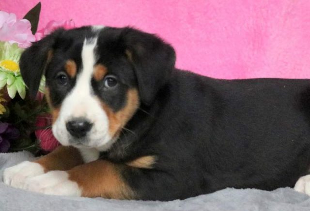 Pebbles-Greater-Swiss-Mountain-Dog2.jpg