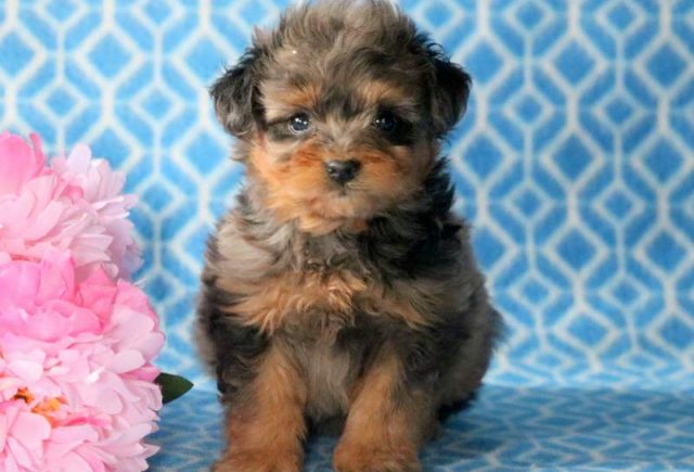 Pee-Wee-Mini-Aussiedoodle.jpg
