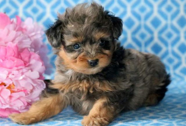 Pee-Wee-Mini-Aussiedoodle2.jpg