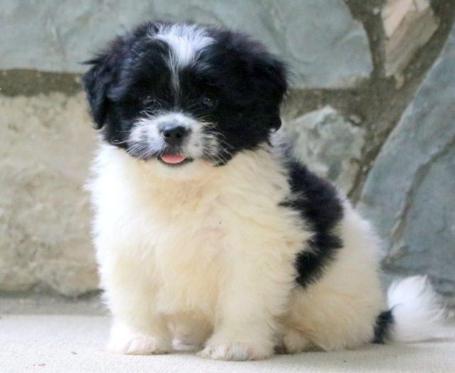 Pekingese Mix puppies for sale