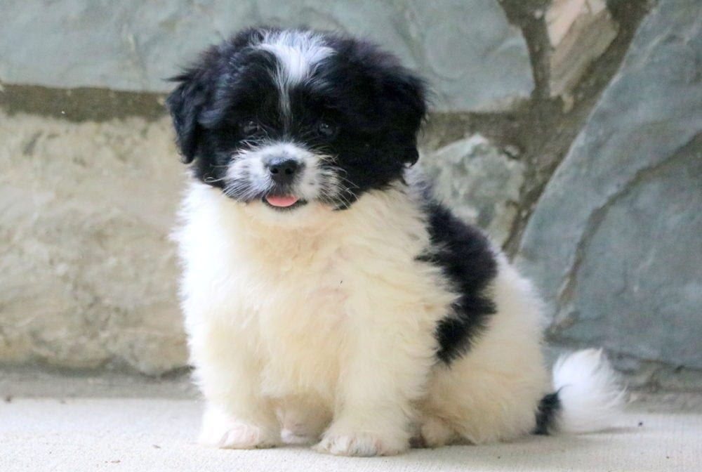 pekingese mix puppies