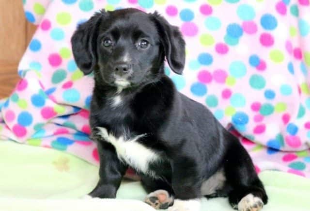 Penelope-Cavalier-Mix-2-2-e1519249534907.jpg
