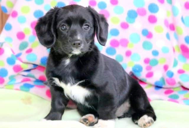 Penelope-Cavalier-Mix-e1519249548110.jpg