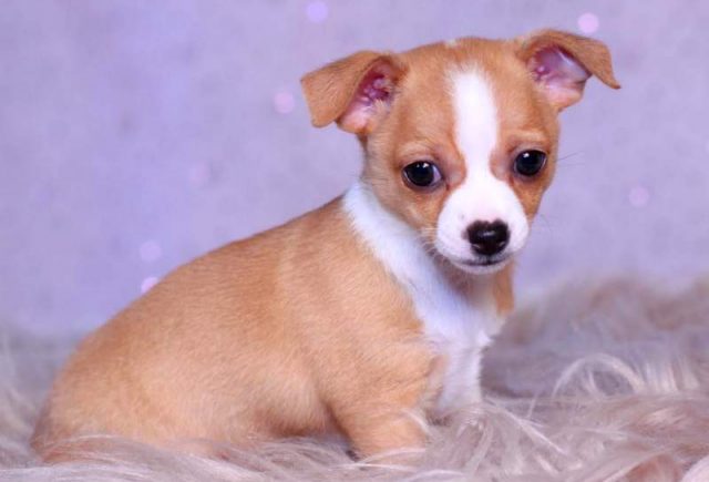 Pennie-Chihuahua.jpg