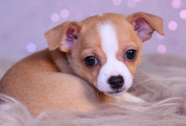 Pennie-Chihuahua2.jpg