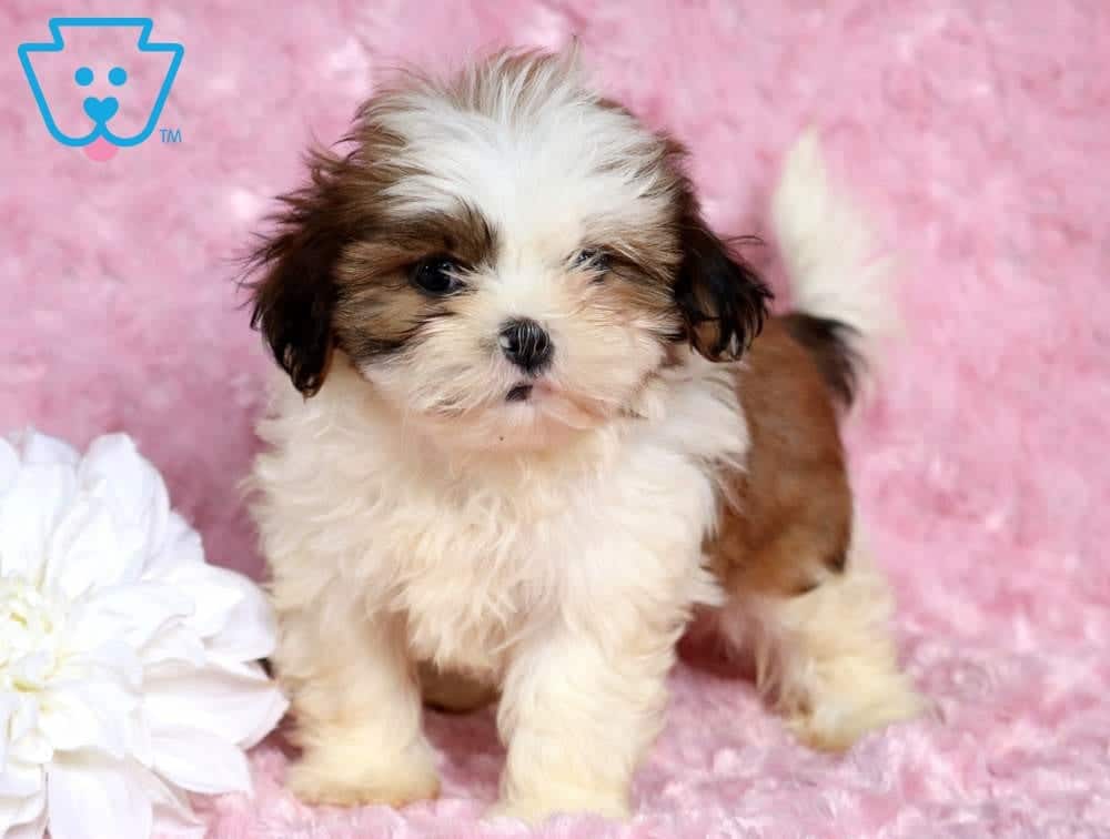 shih tzu cuddly toy uk