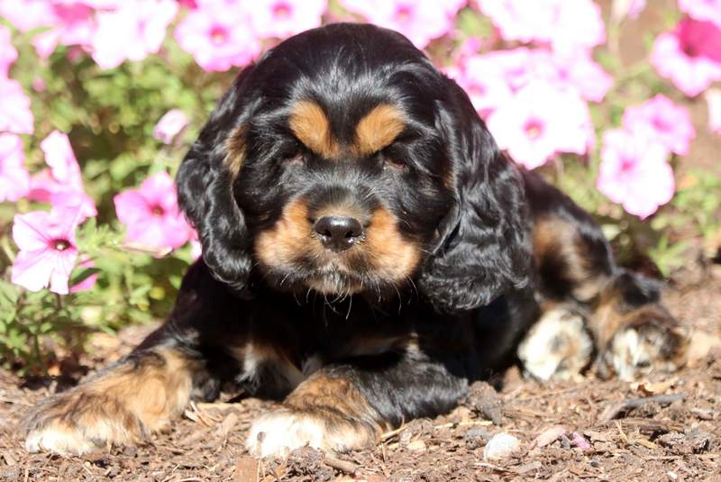 Cocker Spaniel Puppy For Sale In Ireland