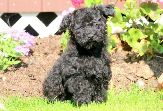 Peppermint-Yorkiepoo-1.jpg