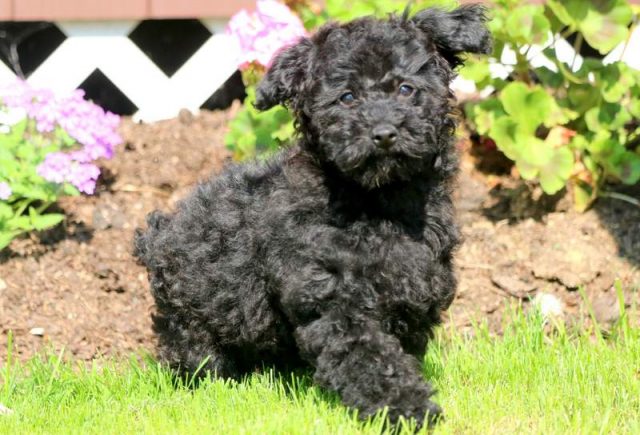 Peppermint-Yorkiepoo-2.jpg