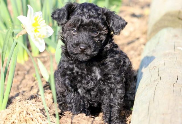 Peppermint-Yorkiepoo.jpg