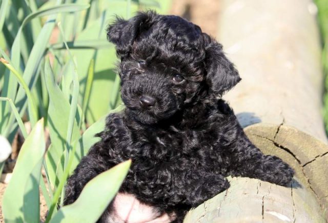 Peppermint-Yorkiepoo2.jpg