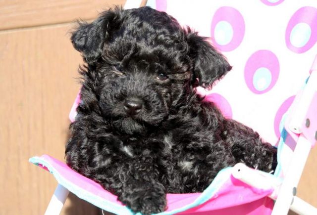 Peppermint-Yorkiepoo3.jpg