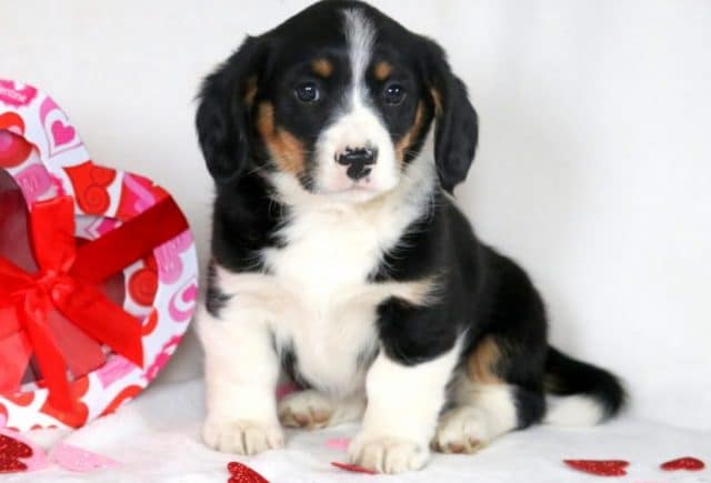 Petey-1.jpg
