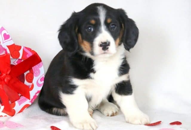 Petey-2.jpg