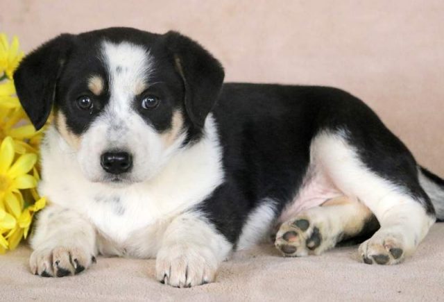 Petey-Blue-Heeler-Mix.jpg